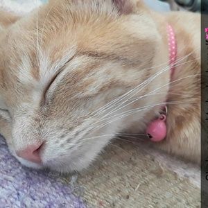 Meet your Posher, Shayla